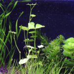植栽から3日目　アマゾンチドメグサ